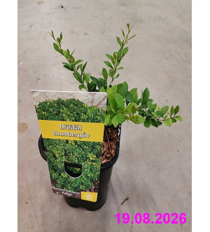 Berberis thunb. 'Kobold' C 1,4 L